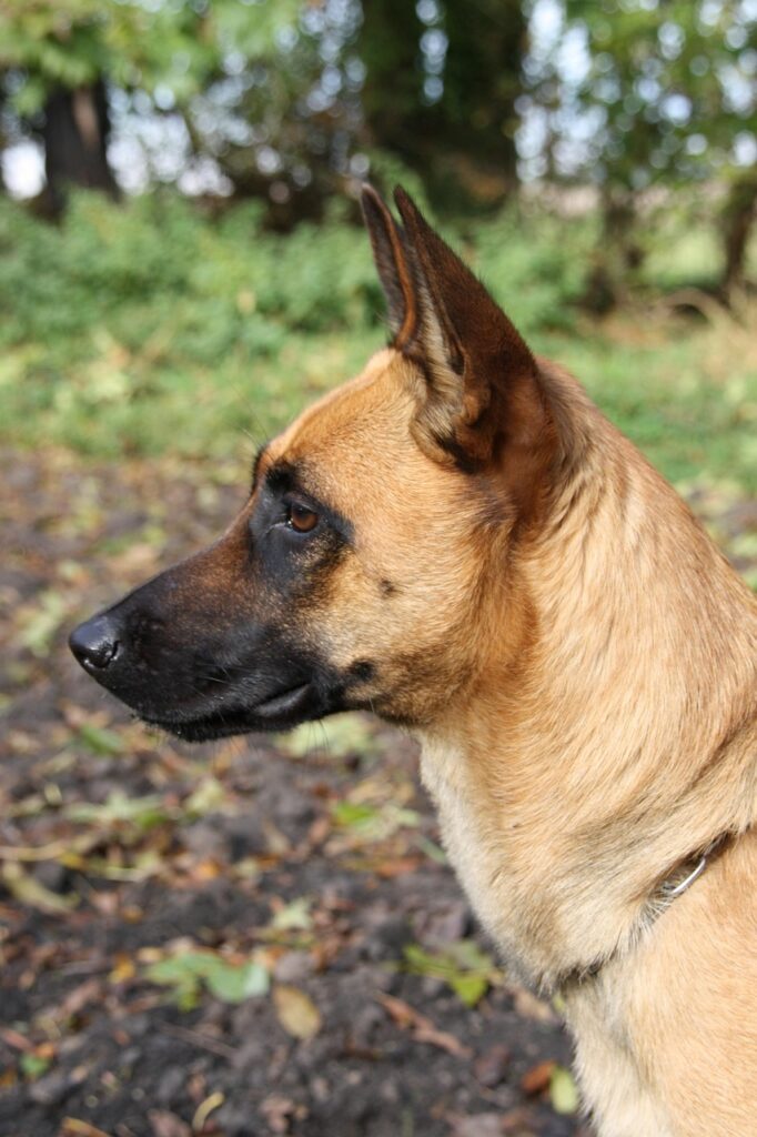 malinois, pet, belgian shepherd dog, animal, female dog, dog